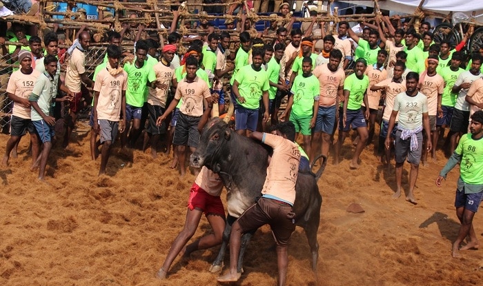 Jallikattu held in Madurai as part of Pongal festivities