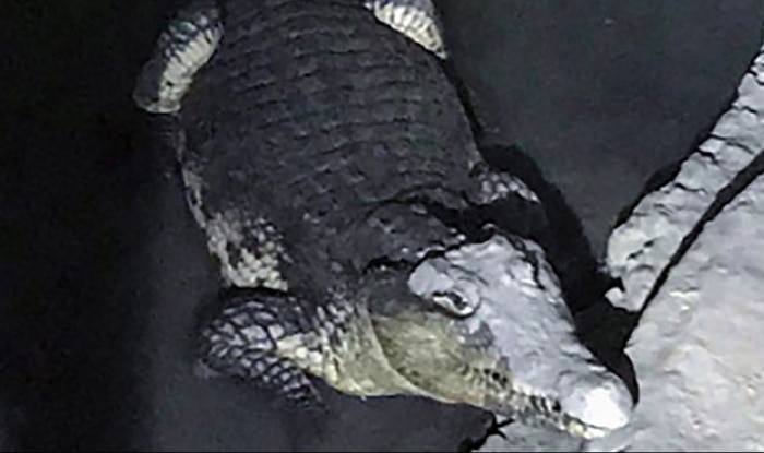 Police trying to find weapons discover a crocodile Police trying to find weapons discover a crocodile