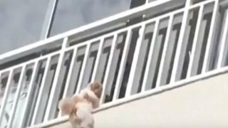 Brazilian Dog Falls Off Balcony After New Year's Eve Firecrackers Scare Her; Caught in Bedsheet Brazilian Dog Falls Off Balcony After New Year's Eve Firecrackers Scare Her; Caught in Bedsheet