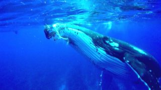 Giant Whale Protects Diver from Approaching Tiger Shark by Lifting Her Out of Water (Video)