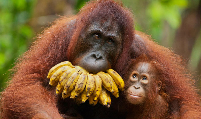 Ravaged by Deforestation, Borneo Loses Nearly 150000 Orangutans in 16 Years Ravaged by Deforestation, Borneo Loses Nearly 150000 Orangutans in 16 Years