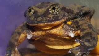 World's Loneliest Frog Has a Dating Profile Created by Scientists for Valentine's Day to Help Save the Species From Extinction World's Loneliest Frog Has a Dating Profile Created by Scientists for Valentine's Day to Help Save the Species From Extinction