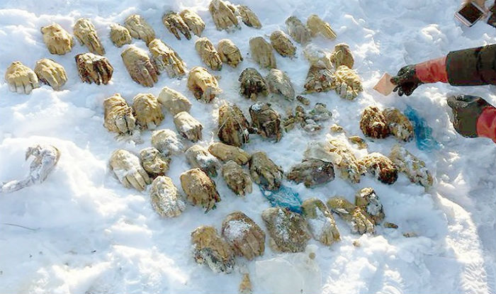 Bag of 54 severed human hands found in Russian Federation Bag of 54 severed human hands found in Russian Federation