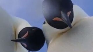 Curious Emperor Penguins Finds Camera on Ice, Takes Selfie in Antarctica Curious Emperor Penguins Finds Camera on Ice, Takes Selfie in Antarctica