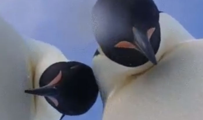 Penguins mess with camera, appear to pose for selfie