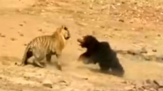 Face-off Between Tiger and Bear Caught on Camera in Tadoba Reserve (Video) Face-off Between Tiger and Bear Caught on Camera in Tadoba Reserve (Video)