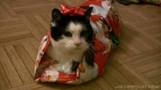 This Christmas learn how to gift wrap your cat!