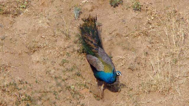 Spectacular Bird: Peacock Spectacular Bird: Peacock