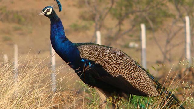 Fabulous looking Peacock Fabulous looking Peacock