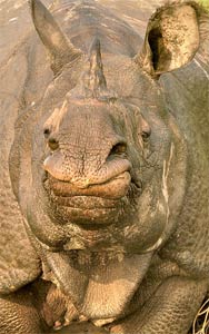 Kaziranga8