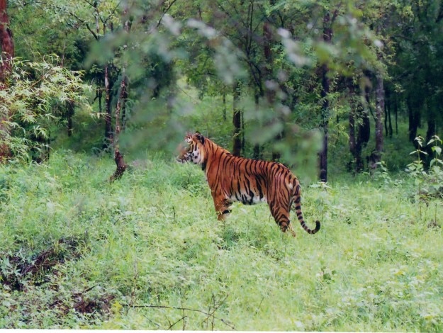 Indian_Tiger_at_Bhadra_wildlife_sanctuary