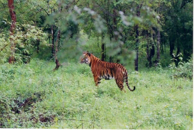 Indian_Tiger_at_Bhadra_wildlife_sanctuary