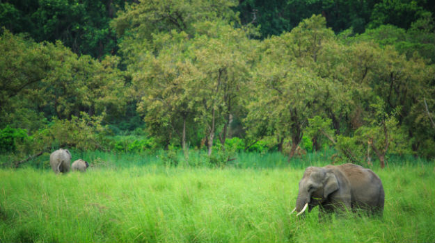 Jim Corbett National Park in Uttarakhand