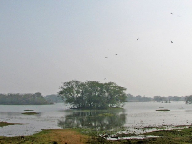 Sultanpur_Bird_Sanctuary_Haryana