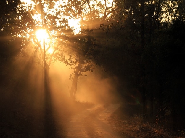 mukundara-tiger-reserve