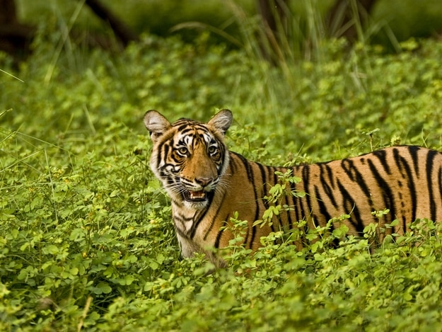Wildlife sanctuaries in Rajasthan | Latest Travel Blogs & Articles at India .com