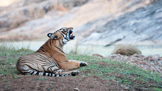 Ranthambore-Tiger-(2)