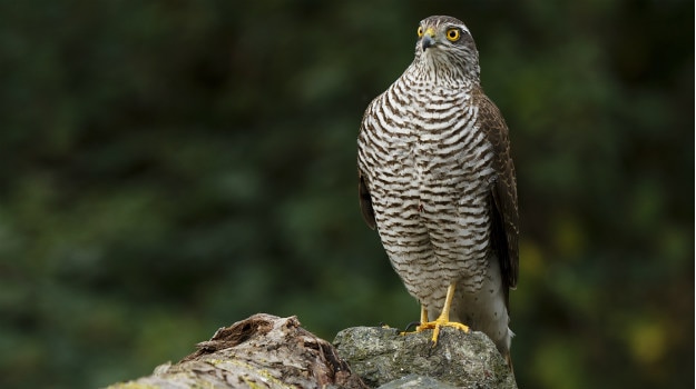 2 sparrow hawk