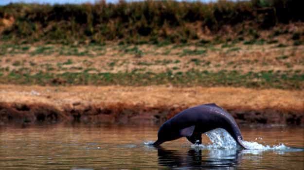 Dolphin-Ganges