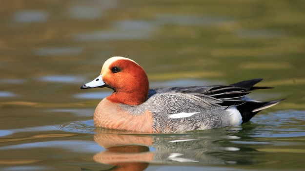 Eurasian Wigeon