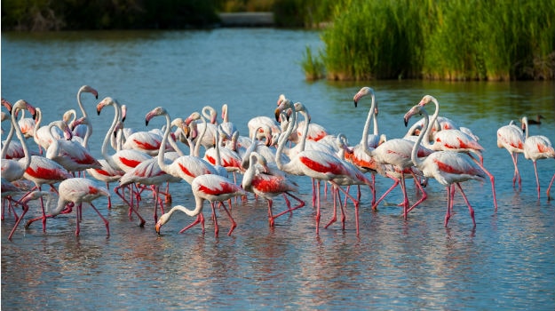 Flamingo