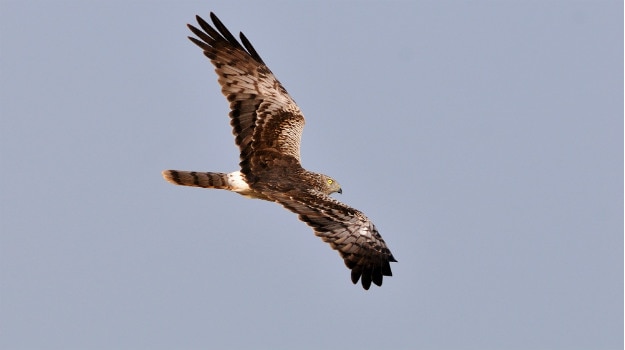 Harriers