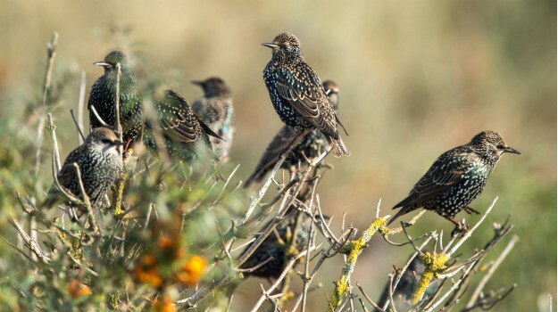 Starling