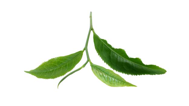 Tea-leaves