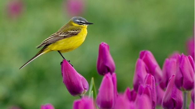 Wagtail