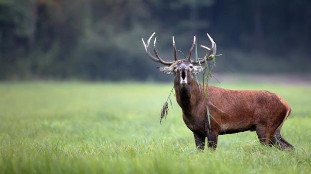 Red-Stag