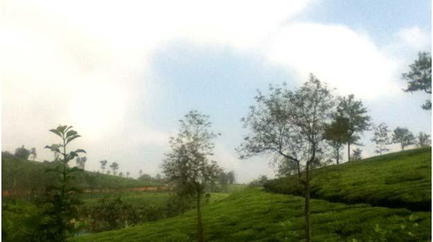 Wayanad-13