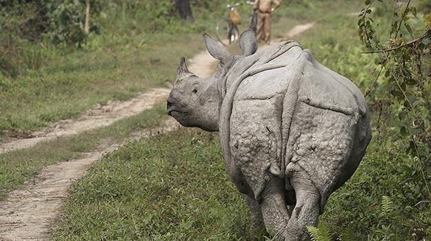Assam_Guwahati_Kaziranga-National-Park_One-horned-rhinoceros-in-the-Kaziranga-National-Park_IWPL3