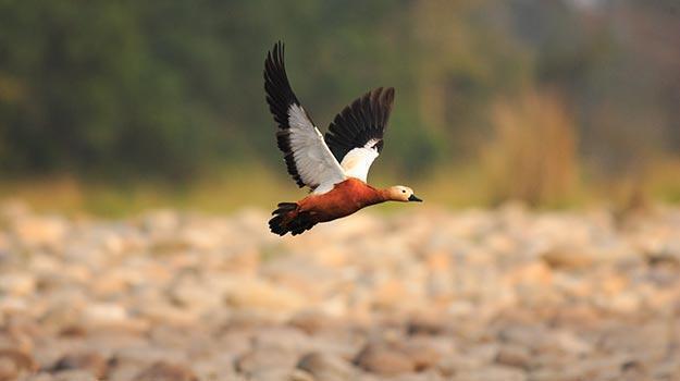 Assam_Nameri-National-Park_A-bird-flies-over-the-Nameri-National_park_IWPL1