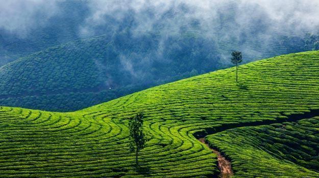 2 Lesser known sites in Munnar which every unconventional traveler must ...