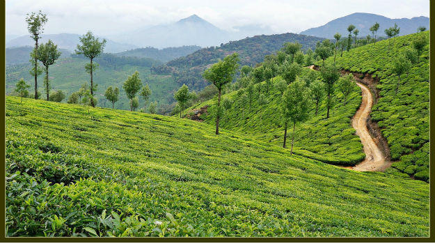 Valparai: A quaint hill station in Tamil Nadu you must explore | India.com