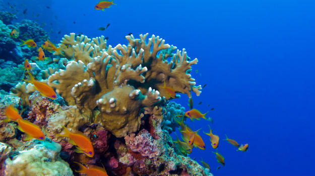 scuba 4