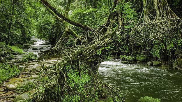 1-Living-Root-Bridge