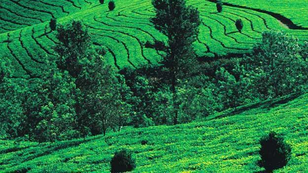 A tea estate in Coorg