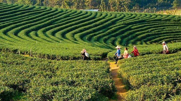 Darjeeling