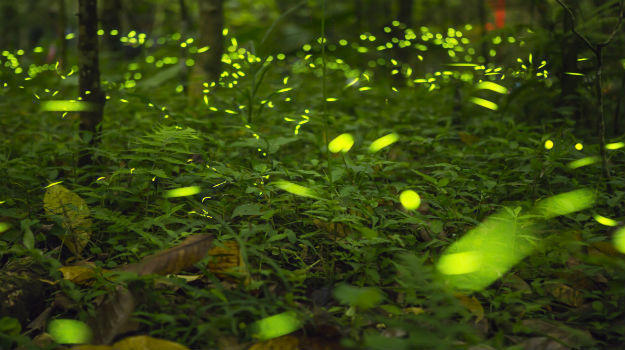 Fireflies 2