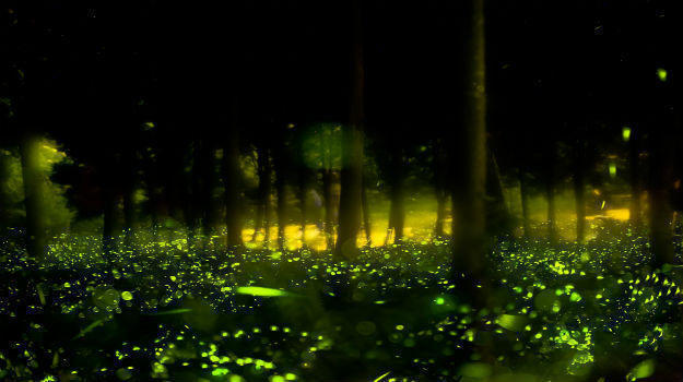 Fireflies 3