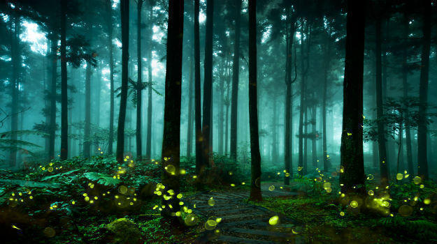 Fireflies main