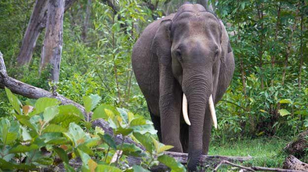 Elephant at Nagarhole National Park