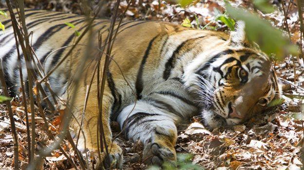 Tiger-in-Kanha-National-Park