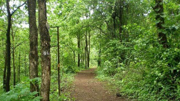 Durshet forest lodge