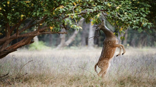 Ranthambore 8