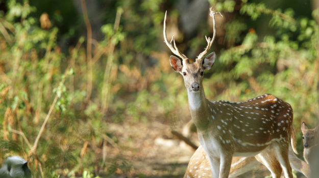 jim corbett