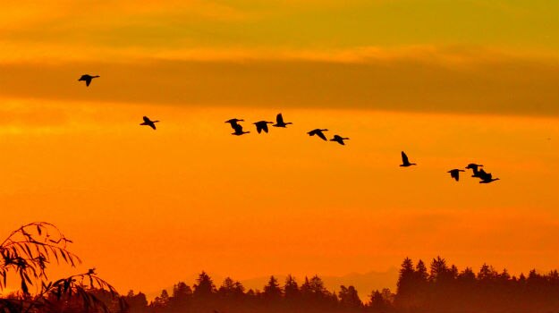 birds