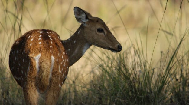 deer