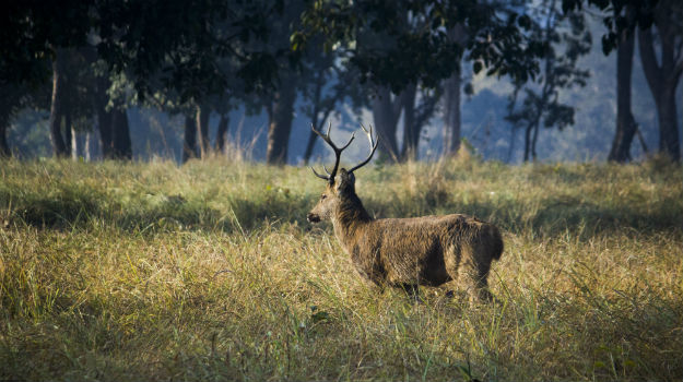 deer